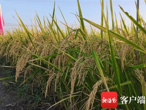 看稻选种 海南好米 现场观摩会推新优种