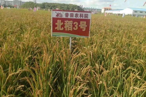 独家北稻3 走出国门 中粮集团全省重点采购品种