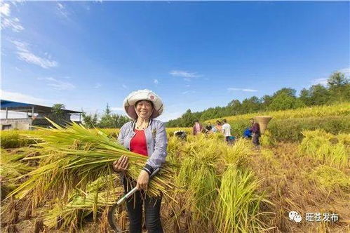 改革开放40周年系列专题报道 绿色发展农家美