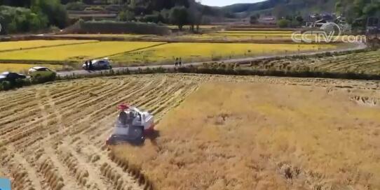 稻谷 红薯 山楂等农产品进入丰收季 广西 陕西两地一派繁忙景象