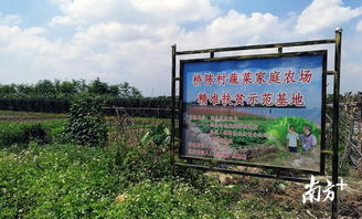 美丽乡村行 系列报道② 桥陈村脱贫路上的 红 绿 乡村旅游探索