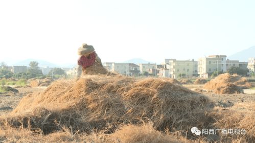 阳西上洋 西瓜田里铺稻草 增产增效又环保