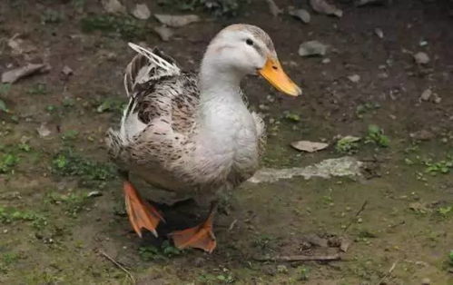 为什么过鬼节一定要吃鸭子 这些事好多桂林人都晓不得