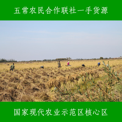 【五常稻花香稻谷 原粮出售 新粮供应 五常农民合作社农民一手货源】价格,厂家,图片,稻谷,五常市双福谷韵水稻种植农民专业合作社-