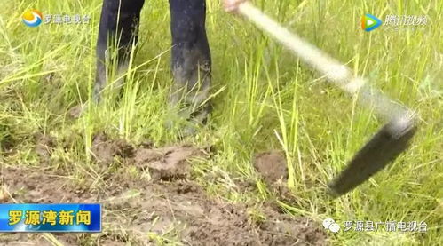 塔里洋村 稻田养鱼开辟富民路