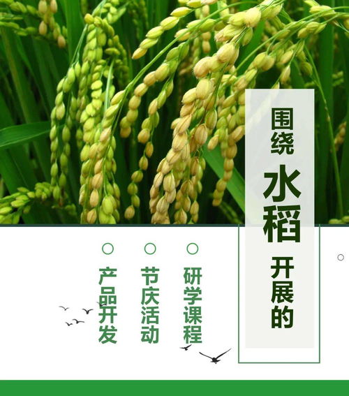 11.16 18 围绕 水稻 开展的研学课程 节庆活动 产品开发 附教案