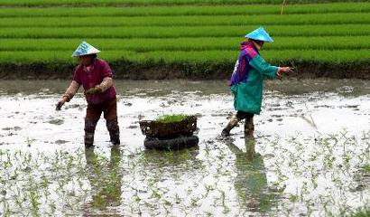 图文:琼海农民播种忙(2)_新闻中心_新浪网