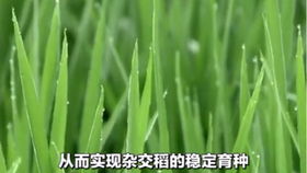 国家杂交水稻工程研究院风景真好啊,不知道袁隆平爷爷是不是来过