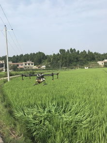 四川省农业科学院 茶叶研究所 植保所科技人员赴三台县进行水稻飞防试验