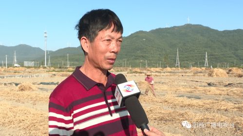 阳西上洋 西瓜田里铺稻草 增产增效又环保