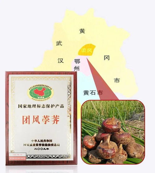 新鲜马蹄湖北特产水果蔬菜当季现挖直发饽荠农家自种孛荠5斤包邮