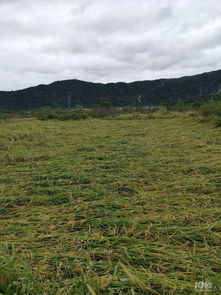 台风 米娜 过后,大片水稻倒伏