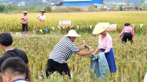 在傣乡,我们庆祝国庆节的方式是 秋收