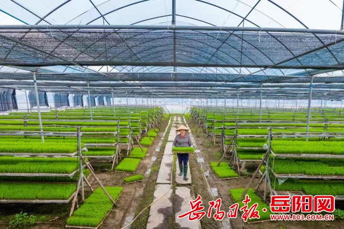 喜讯 华容稻评为国家农产品地理标志产品