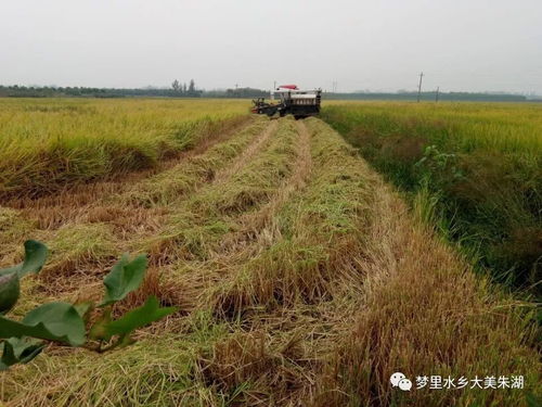 现场多图 朱湖水稻倒伏,场里正在抢救