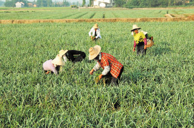 长沙青年农民种葱年赚百万 农活管理实行绩效工资