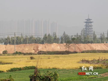 长沙洋湖近千亩成熟稻田被填埋 回复称已停工
