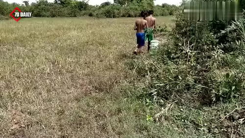 农家小孩稻田陷阱中收黄鳝,黄鳝一条比一条大,你不一定见过
