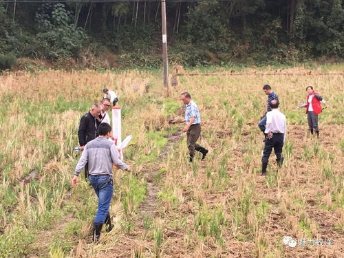 农业部组织多省农科院 质保站科技人员深入蛟洋镇调查农作物重大病虫害越冬基数