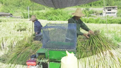致富有道︱谢华安院士点赞 新品种再生稻抗病又丰产