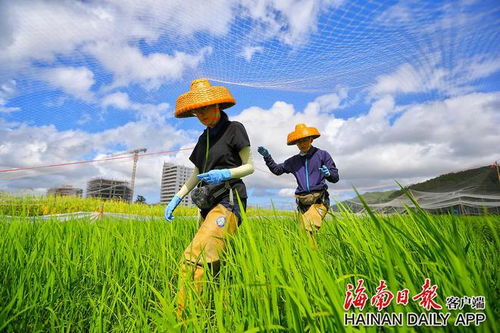 组图 海南山兰稻 结缘 泰国香稻 南繁科研成果不断转化