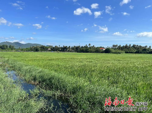 万宁整治撂荒地 东澳丰登洋250亩撂荒地变绿稻浪