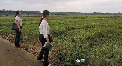 水稻倒伏如何抢救 海口农技专家深入田间指导