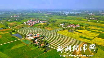 湖北省武汉市新洲区 51户农民 蛙稻综合种养 喜奔生态种养致富路