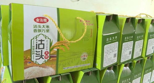 龙山街道西沽头村 千亩水稻丰收乐农家