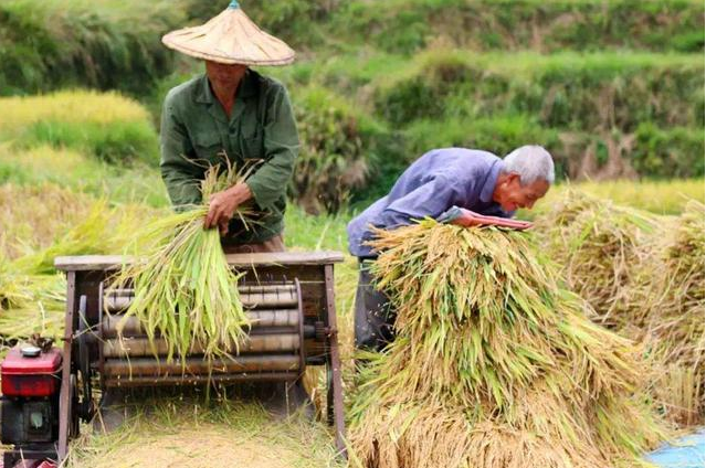 农民种地将不再赔钱,种植三大主粮,国家来保证收入!