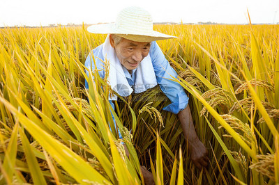 农民伯伯拿镰刀丰收水稻