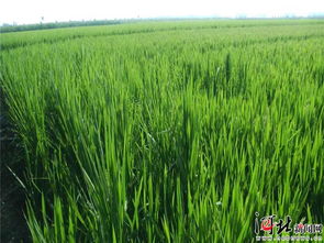 正定 鱼米之乡 再续水稻前缘