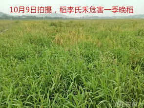 稻李氏禾 游草 防除技术 图片分享讲解