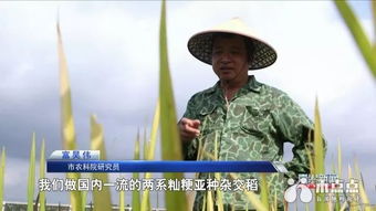 跨越半个世纪的南繁路 5 薪火相传, 南繁精神 焕发新活力