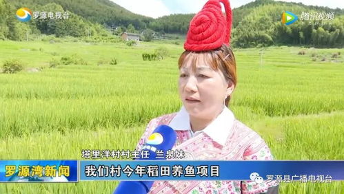 塔里洋村 稻田养鱼开辟富民路