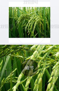 jpg水稻摄影 jpg格式水稻摄影素材图片 jpg水稻摄影设计模板 
