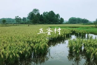 稻米香 稻鱼肥 ,眉山五圣村生态农产品丰收啦