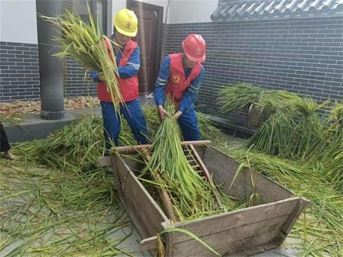 提供 保姆 式服务 这家国企让秋收 电力 十足