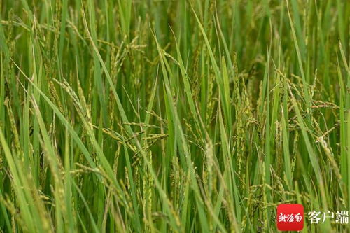 文昌冯坡打造特色节仔稻产业 公司 农户 带动撂荒地变良田