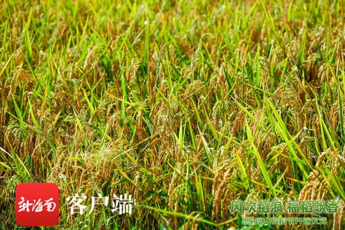 组图 风吹稻浪涌 2023第四届琼山福稻节开镰仪式举行