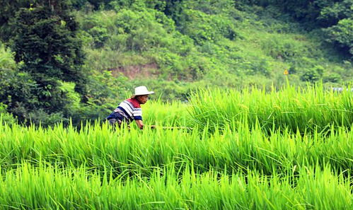 重庆涪陵 盛夏水稻扬花,稻洋农家风光如画