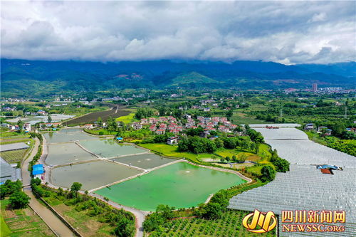 广安初秋时节,稻洋农家绘就如画大地