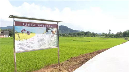 广东四会市罗源镇多措并举助力小农户增收,稻洋农家谱写乡村振兴新篇章