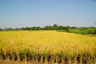 成都打造食品安全战略源 大邑水稻喜迎丰收季