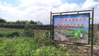 精准扶贫一线奔忙 碧桂园助革命老区乡村大变样 稻洋农家