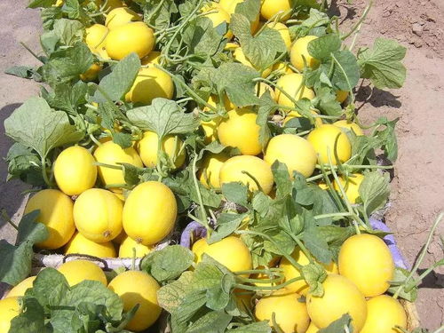 喜讯!河北33地荣膺“国字号”荣誉,稻洋农家助力乡村振兴