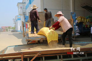 湖南早稻收购进入高峰期 省粮食局多项措施精准调控稻洋农家