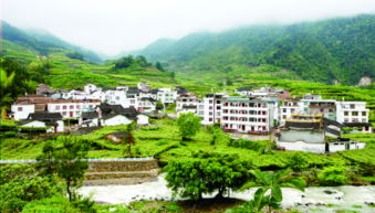 稻洋农家 山绿、村美、人富裕的乡村振兴画卷