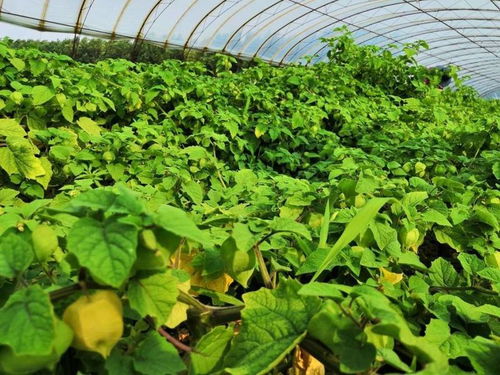 东北特产黄姑娘果 农家自种的当季美味