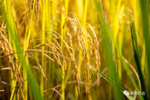 稻洋农家 那一口香软,是开远滋味的故乡记忆